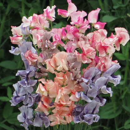 Picture of Sweet Pea Spencer - Mixed Stripes